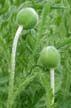 Plants, Canada Stock Photos