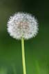 Plants, Canada Stock Photos