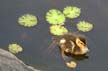 Baby Ducks, Canada Stock Photographs