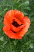 Poppy, Canada Stock Photos