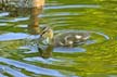 Baby Ducks, Canada Stock Photographs