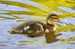 Birds, Canada Stock Photos