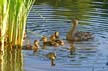 Birds, Canada Stock Photos