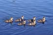 Birds, Canada Stock Photos