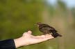 Birds, Canada Stock Photos