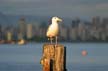 Seagull, Canada Stock Photos