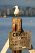 Seagull, Canada Stock Photos