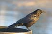 Crow, Canada Stock Photos