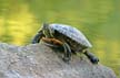 Turtles, Lost Lagoon