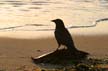 Crow, Canada Stock Photos