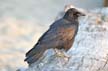 Crow, Canada Stock Photos