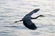 Great Blue Heron, Canada Stock Photos