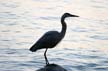 Great Blue Heron, Canada Stock Photos