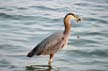 Great Blue Heron, Canada Stock Photos