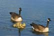 Geese Family, Canada Stock Photos