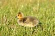 Canadian Geese, Canada Stock Photos