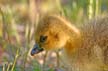 Canadian Geese, Canada Stock Photos