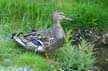 Baby Ducks, Canada Stock Photographs