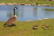 Canadian Geese, Canada Stock Photos