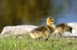 Canadian Geese, Canada Stock Photos