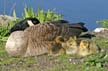 Canadian Geese, Canada Stock Photos