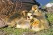 Canadian Geese, Canada Stock Photos