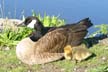 Canadian Geese, Canada Stock Photos