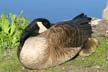 Canadian Geese, Canada Stock Photos