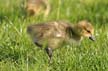 Canadian Geese, Canada Stock Photos