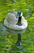 Canadian Goose, Canada Stock Photos