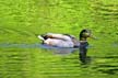 Mallard Duck, Canada Stock Photos