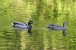 Mallard Duck, Canada Stock Photos