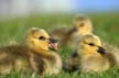 Canadian Geese, Canada Stock Photos