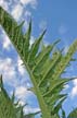 Lost Lagoon Plants, Canada Stock Photos