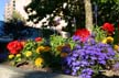 Summer Flowers, Vancouver Gardens