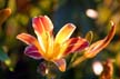 Summer Flowers, Vancouver Gardens