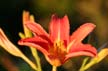 Summer Flowers, Vancouver Gardens