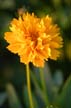 Summer Flowers, Vancouver Gardens