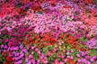 Summer Flowers, Vancouver Gardens