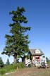 Hut And Tree, North Shore