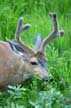 Elk, Grouse Mountain