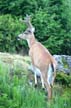 Elk, Grouse Mountain