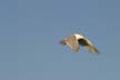 Seagull Flying, Canada Stock Photos