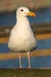 Seagull, Canada Stock Photos