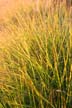 Plants, Canada Stock Photos