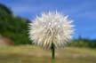 Dandelion(s), Canada Stock Photos