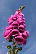 Fireweed, Canada Stock Photos