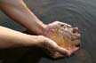 Frog Eggs At Golden Ears Park, Canada Stock Photos