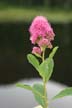 Flowers, Canada Stock Photographs