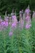 Wild Flowers, Canada Stock Photographs